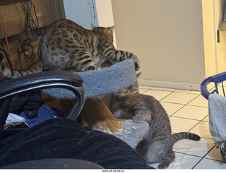 cats Potato and Pickle