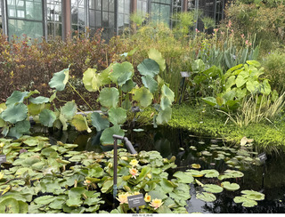 Longwood Gardens - water lilies