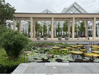 Longwood Gardens - water lilies