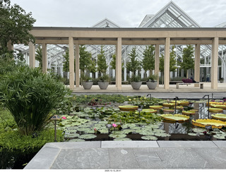 Longwood Gardens - water lilies