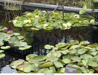 Longwood Gardens - water lilies