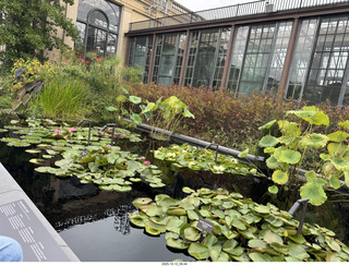 Longwood Gardens - water lilies