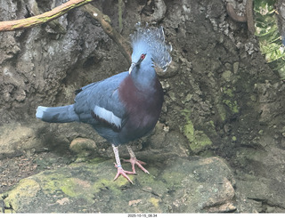 New York City - Central Park Zoo - bird