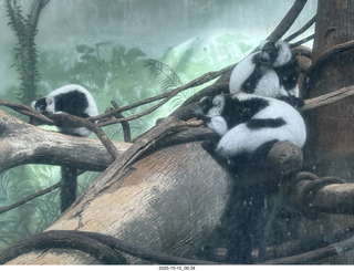 New York City - Central Park Zoo - animals