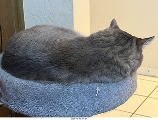 cat Potato