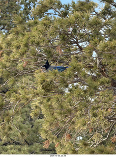 249 a2n. TF - Bryce Canyon National Park - Blue Jay in a tree