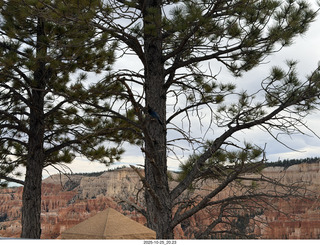 258 a2n. TF - Bryce Canyon National Park - bird in a tree