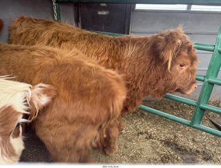 260 a2n. TF - Bryce Canyon National Park - cows in a trailer
