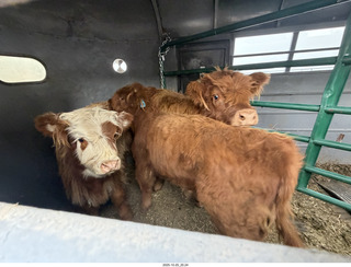264 a2n. TF - Bryce Canyon National Park - cows in a trailer