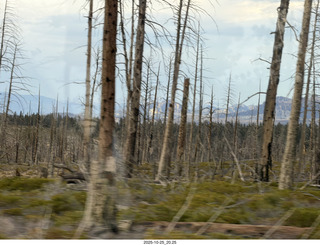 282 a2n. TF - Bryce Canyon National Park - burnt trees