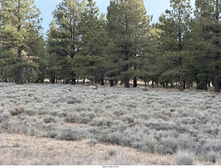 102 a2n. Bryce Canyon National Park - mule deer