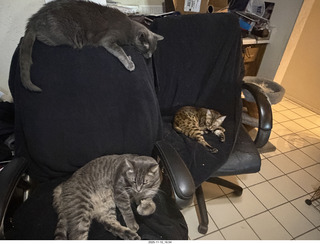 cats Devin, Potato, and Pickle