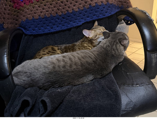 cat Pickle on my shoulder