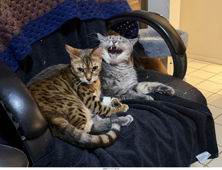 cats Pickle and Potato