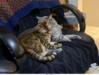 cats Pickle and Potato