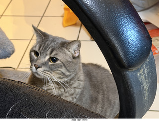 cat Potato