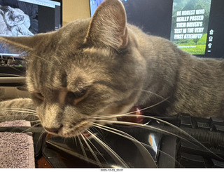 cat Potato