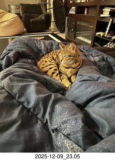 cat Pickle