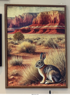 32 a2q. Marble Canyon jack rabbit picture