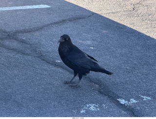 400 a2q. Utah - Canyonlands National Park - Mesa Arch hike - raven