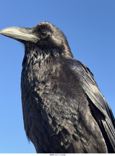 406 a2q. Utah - Canyonlands National Park - raven