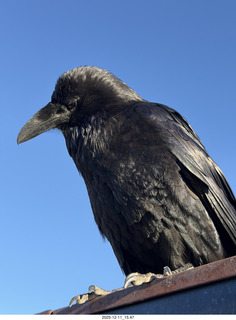 412 a2q. Utah - Canyonlands National Park - raven