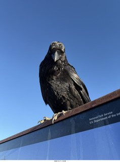 416 a2q. Utah - Canyonlands National Park - Mesa Arch hike sign - raven