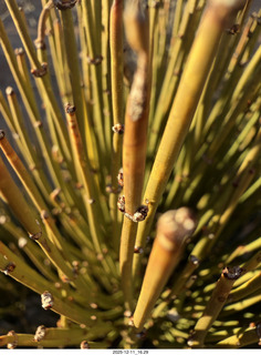 469 a2q. Utah - Canyonlands National Park