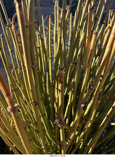 471 a2q. Utah - Canyonlands National Park