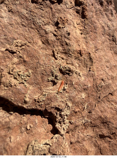 219 a2q. Utah -  Mineral Canyon hike - close-up of orange worm