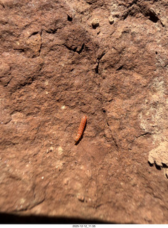 233 a2q. Utah -  Mineral Canyon hike - close-up of orange worm
