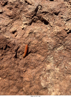 245 a2q. Utah -  Mineral Canyon hike - orange worm