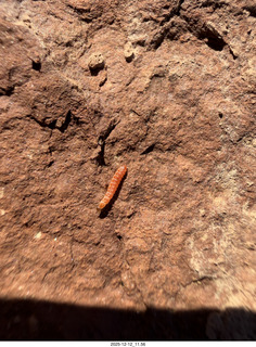 246 a2q. Utah -  Mineral Canyon hike - orange worm