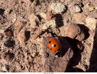249 a2q. Utah -  Mineral Canyon hike - ladybug close-up