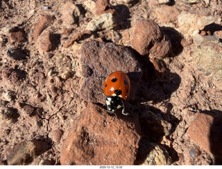 250 a2q. Utah -  Mineral Canyon hike - ladybug close-up