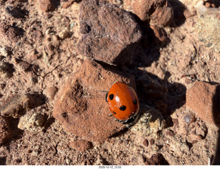 251 a2q. Utah -  Mineral Canyon hike - ladybug close-up
