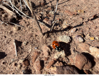 262 a2q. Utah -  Mineral Canyon  ladybug close-up