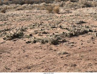 270 a2q. Utah -  Mineral Canyon hike - cactus