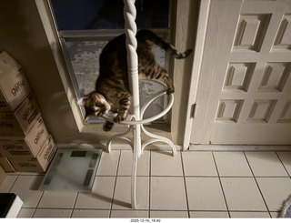 cat Pickle