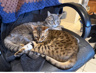 cats Pickle and Potato