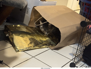 cat Potato in a bag