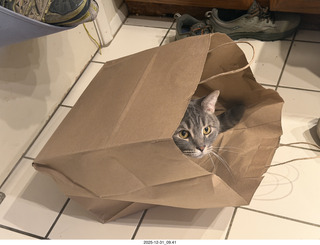 cat Potato in a bag