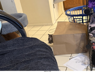 cat Potato in a bag