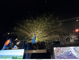 312 a2r. New York City - Manhattan - American Museum of Natural History - peacock