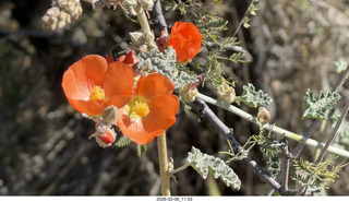 Scottsdale - Granite Mountain Hike - orange flower