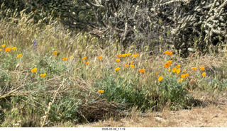 Scottsdale - Granite Mountain Hike - yellow flowers