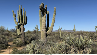 Scottsdale - Granite Mountain Hike - crested saguaro cactus