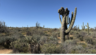 Scottsdale - Granite Mountain Hike - crested saguaro cactus
