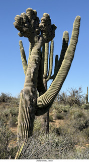 Scottsdale - Granite Mountain Hike - crested saguaro cactus