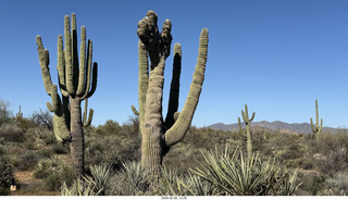 Scottsdale - Granite Mountain Hike - crested saguaro cactus